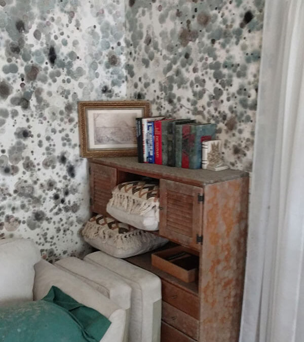 Mold "taking over" a living area. If not dealt with, mold can spread rapidly.