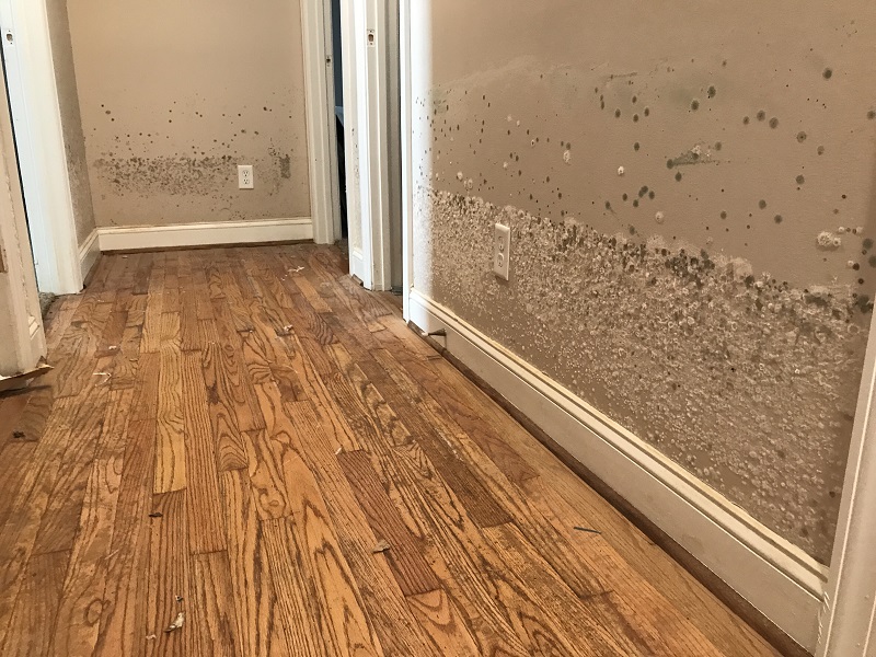Water damage on the walls inside of a home with visible mold growing