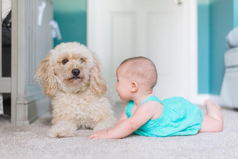 Carpet Cleaning Tips to Prepare for Spring