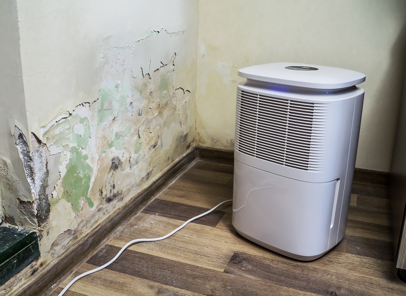 mold removal and prevention for an interior wall with a dehumidifier