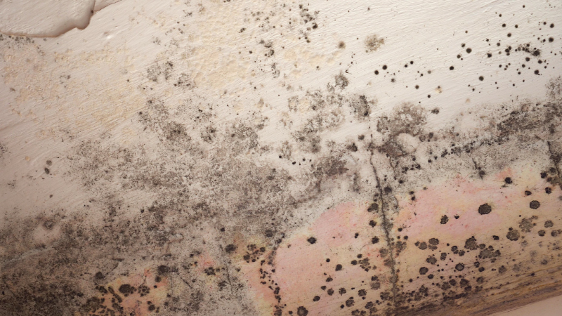 Do I Need to Hire a Professional for Mold Removal?