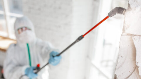 Black Mold | What to Know About the Toxin | ProKleen
