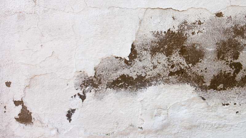 Mildew vs Mold: Is There a Difference?