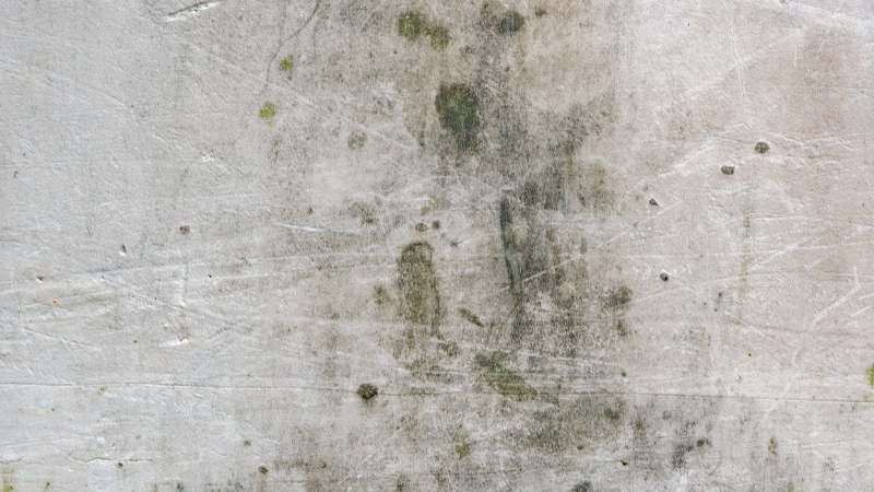 Mold Inspection and Testing: What You Need to Know