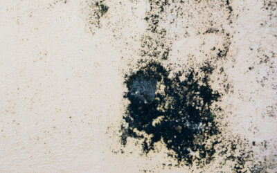 Deciphering the Right Time for a Black Mold Test with ProKleen