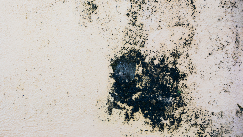 Deciphering the Right Time for a Black Mold Test with ProKleen