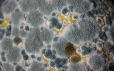 Call ProKleen: Your Experts on Mold vs Mildew