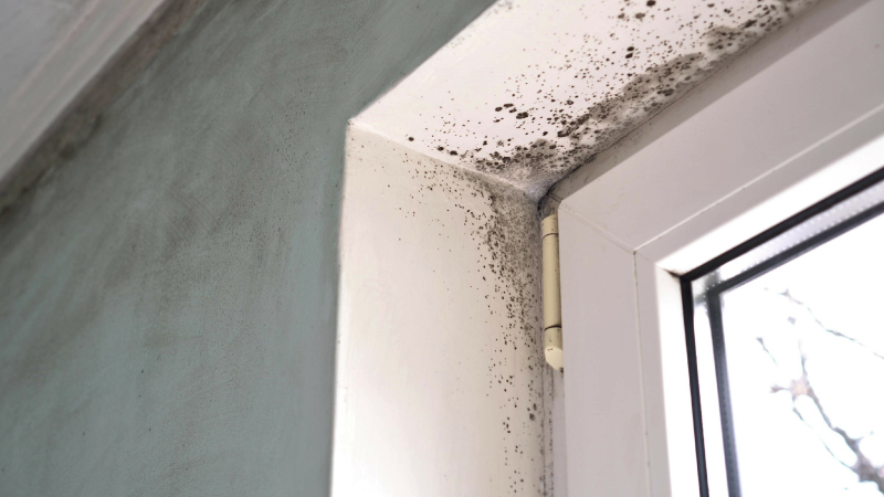 How to Get Rid of Mold