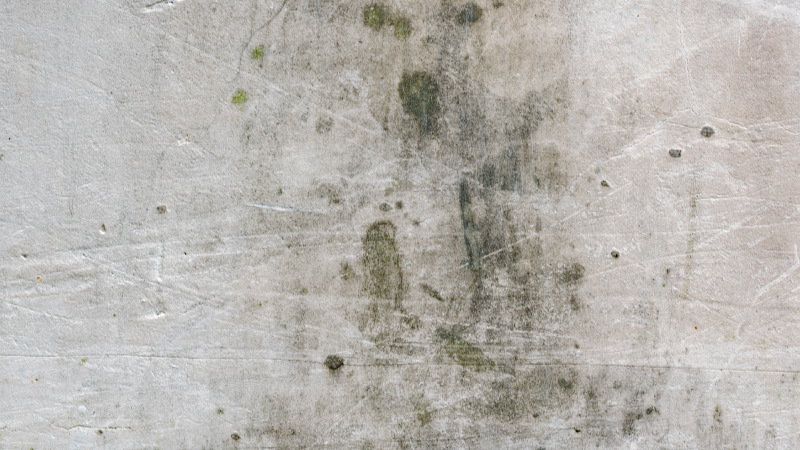 photo of a wall in need of a Mold Remediation Company